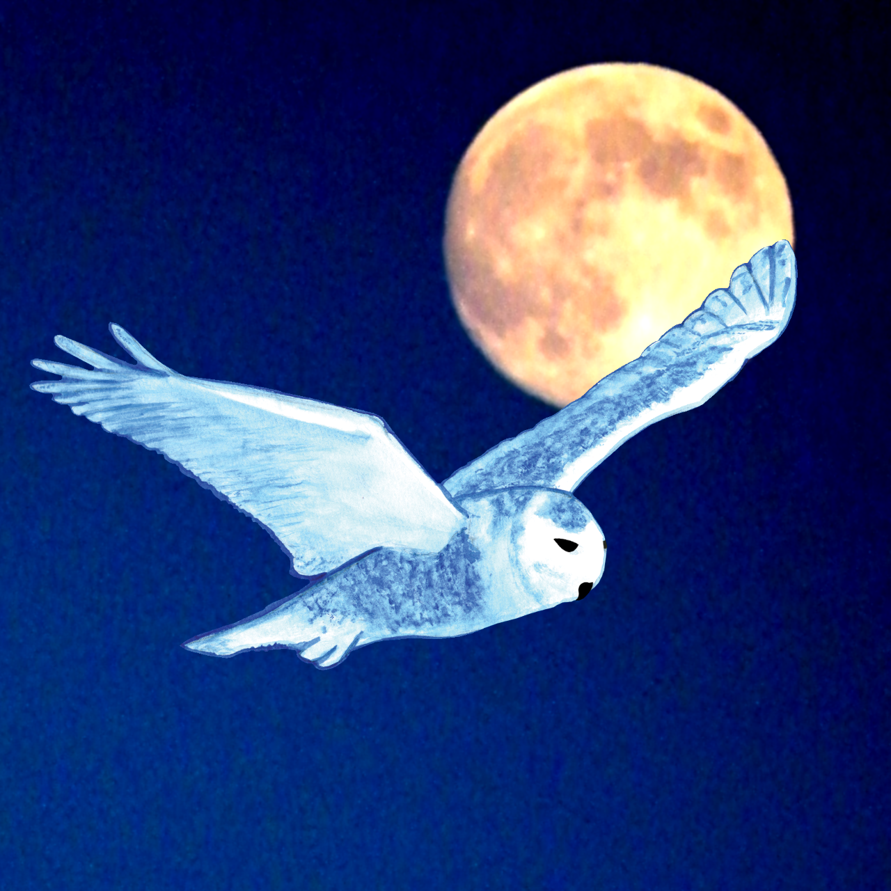 Le vol de la chouette