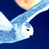 Le vol de la chouette